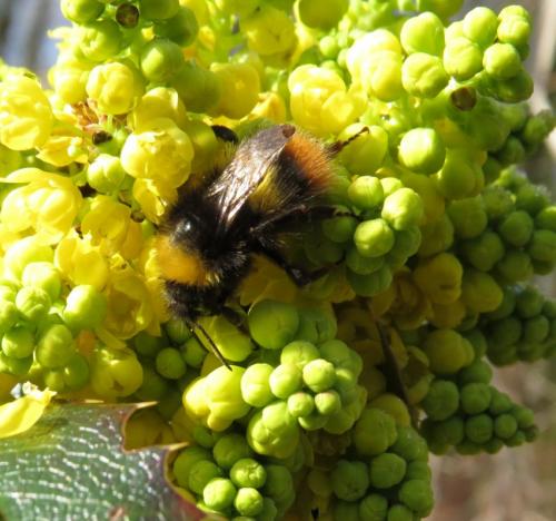 Hummel-Unbekannt-06