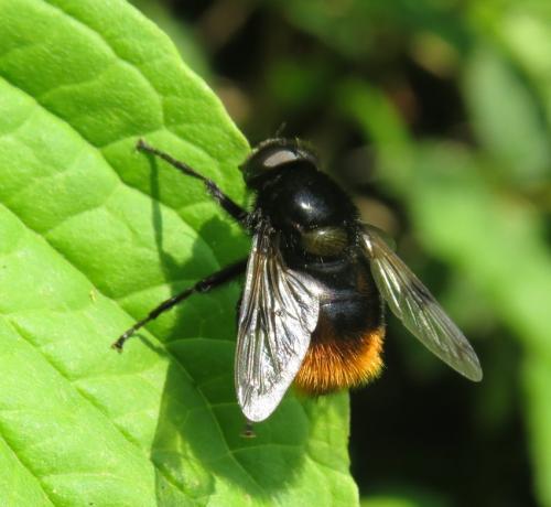 Hummel-Unbekannt-07