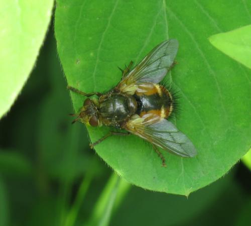 Igelfliege-03