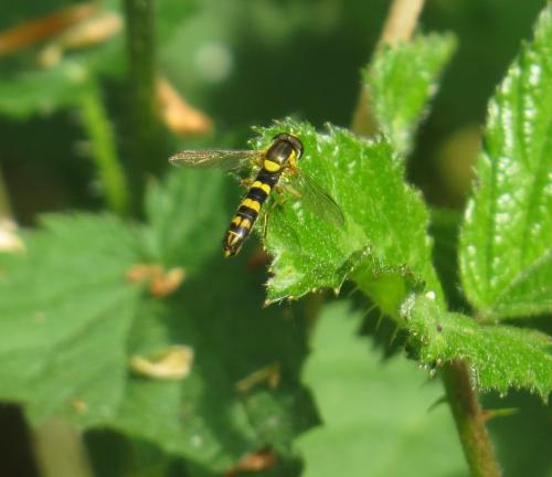 Langbauch-Schwebfliege-01