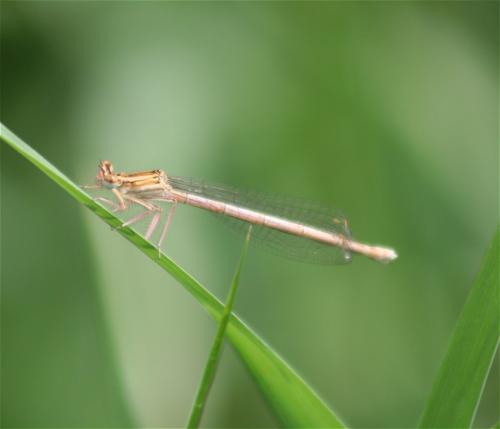 Libelle-Unbekannt-01