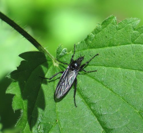 Maerzfliege01