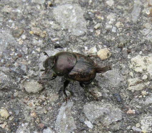 Onthophagus-fracticornis01