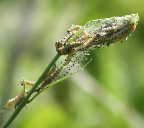 Pflaumen-Gespinstmotte-02