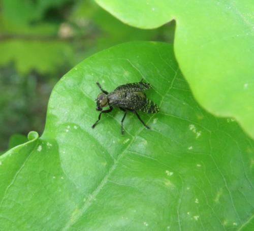 Platystoma-seminationisBreitmundfliege-01