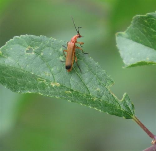 RoterFliegenkaefer03