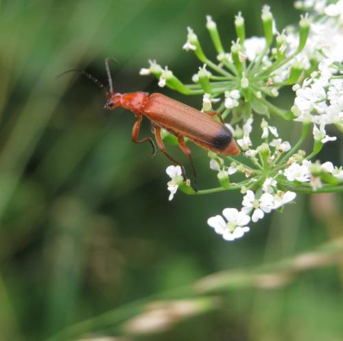 RoterFliegenkaefer04