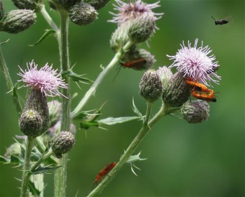 RoterFliegenkaefer07