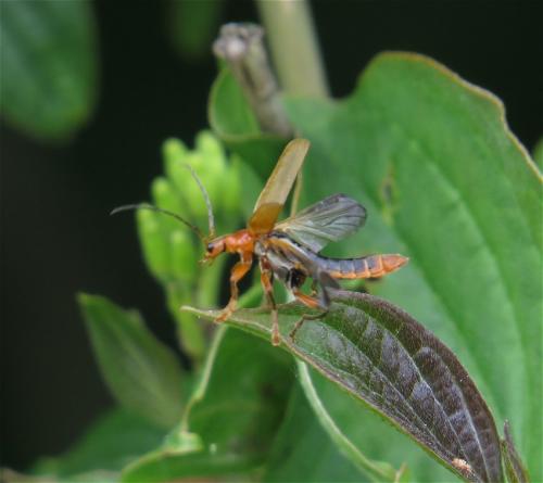 RoterFliegenkaefer09