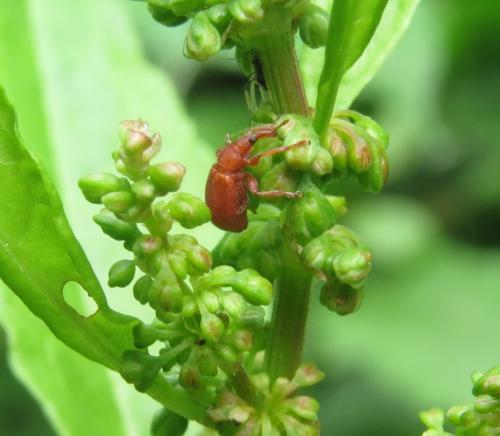 Ruesselkaefer-ApionMiniatum-02