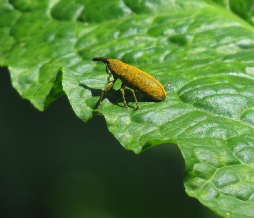 Ruesselkaefer-Lixus-angustatus-01
