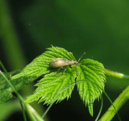 Ruesselkaefer-Phyllobius-arborator01