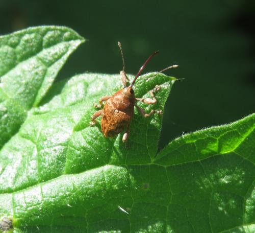 Ruesselkaefer-Phyllobius-virideaeris03