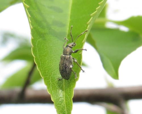 Ruesselkaefer-Polydrusus-pilosus-01