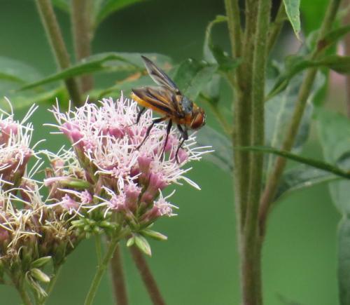 Wanzenfliege-Phasia-hemiptera-02