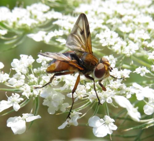 Wanzenfliege-Phasia-hemiptera-04