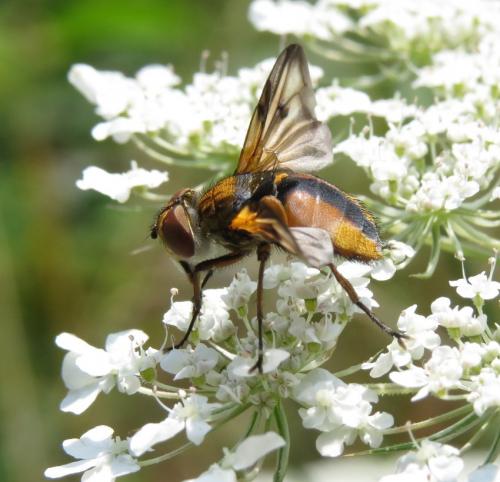 Wanzenfliege-Phasia-hemiptera-05