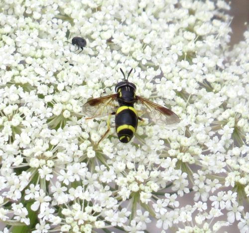 Zweiband-Wespenschwebfliege-01