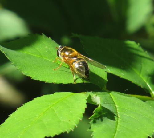 Zweiband-Wiesenschwebfliege-01