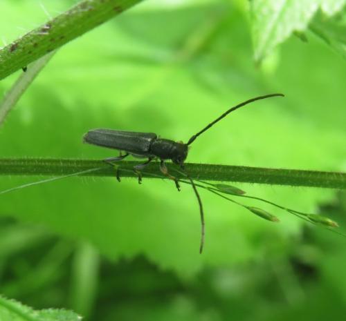 Zylindrischer-Walzenbock-Phytoecia-cylindrica-01