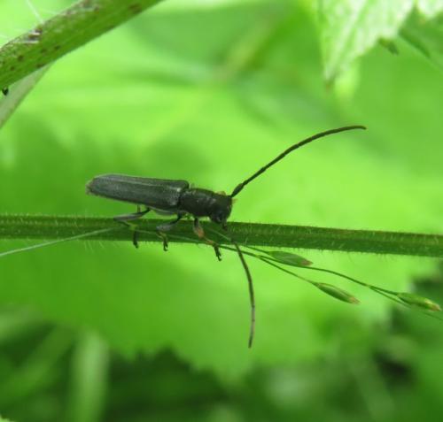 Zylindrischer-Walzenbock-Phytoecia-cylindrica-02