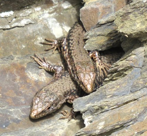 Mauereidechse-54