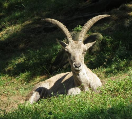 Alpensteinbock001