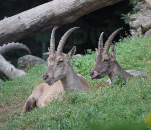 Alpensteinbock002