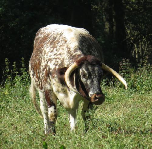 EnglishLonghorn03