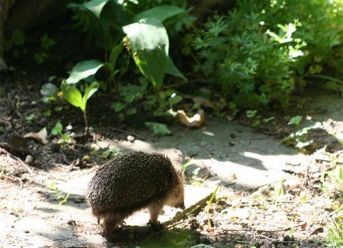 Igel002