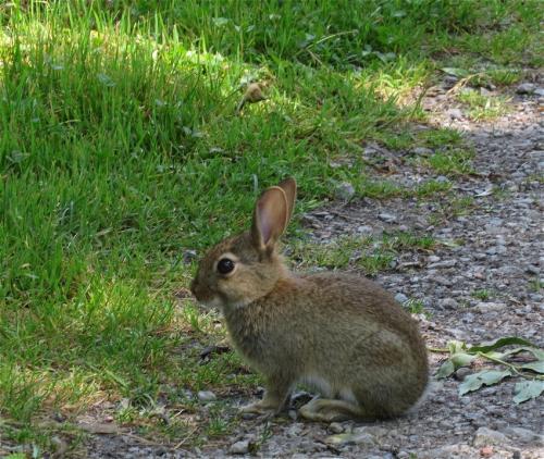 Kaninchen001