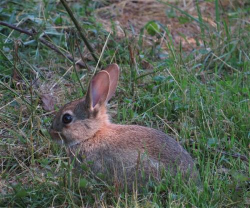 Kaninchen002