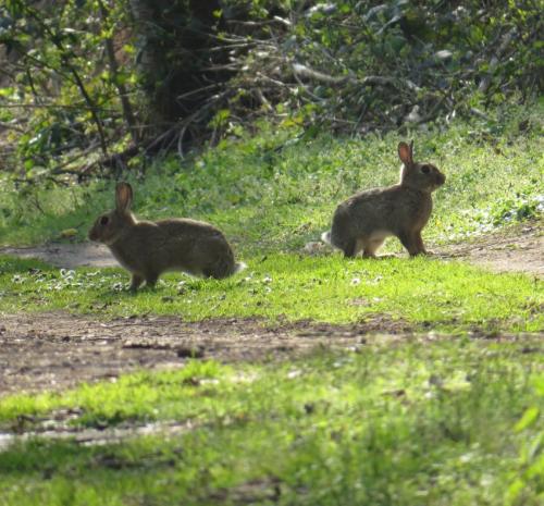 Kaninchen004