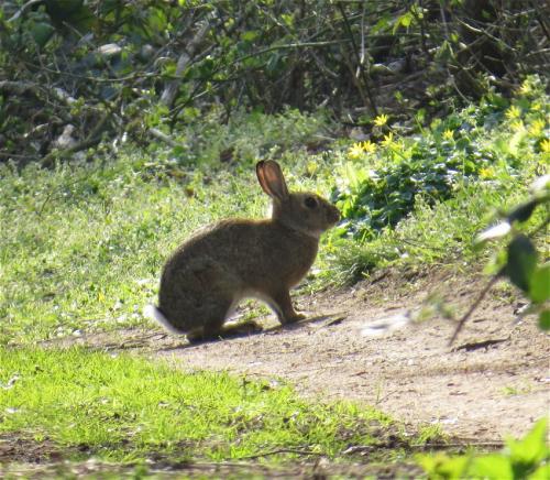 Kaninchen005