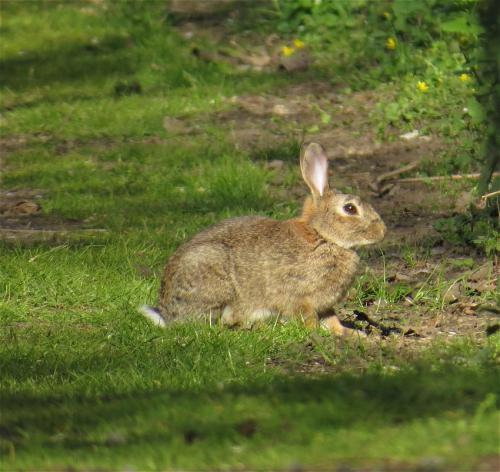 Kaninchen006