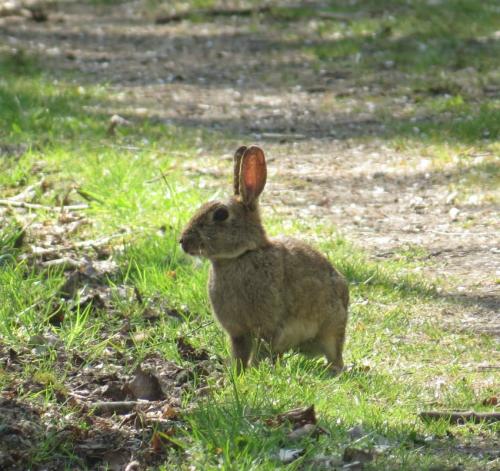 Kaninchen007