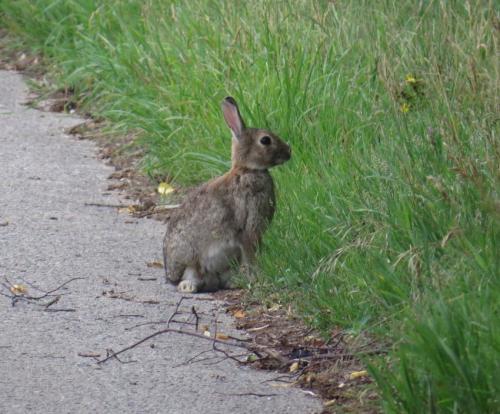 Kaninchen008