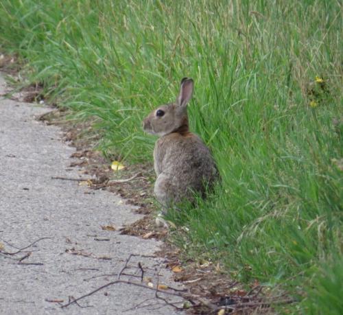 Kaninchen009