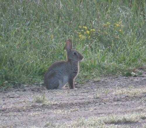 Kaninchen010