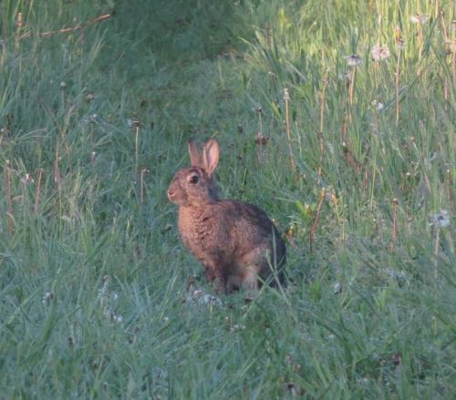 Kaninchen011