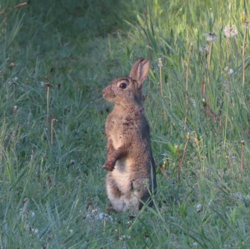 Kaninchen012