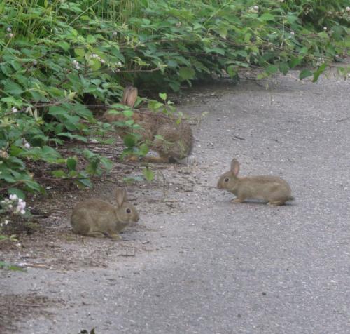 Kaninchen014