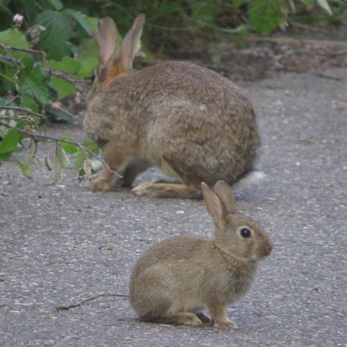 Kaninchen015