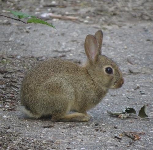 Kaninchen016