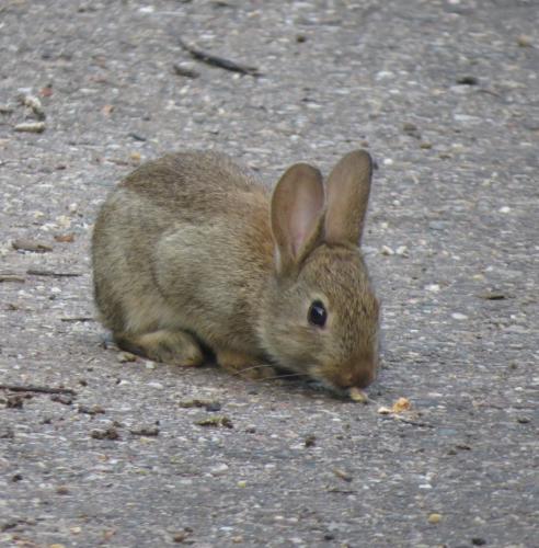 Kaninchen017