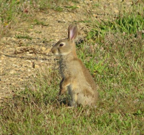 Kaninchen019