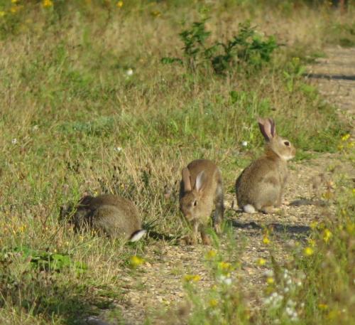 Kaninchen020