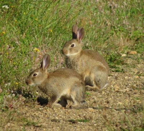 Kaninchen021