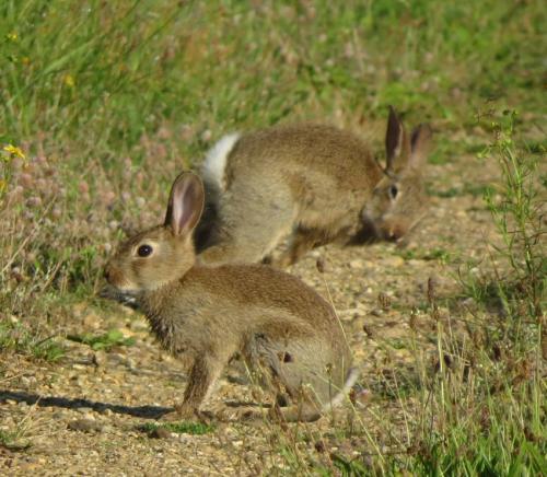 Kaninchen022