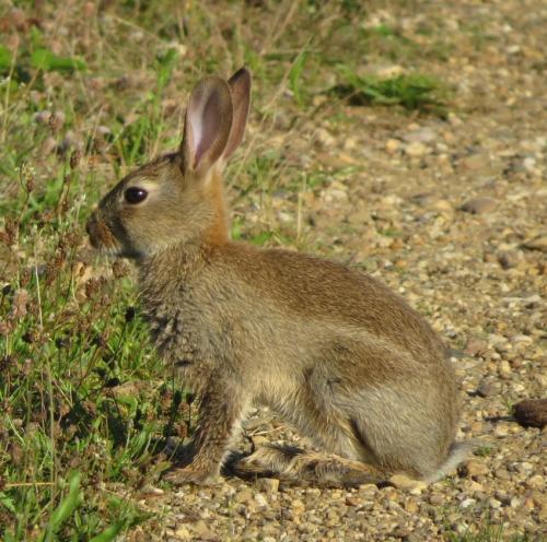 Kaninchen023